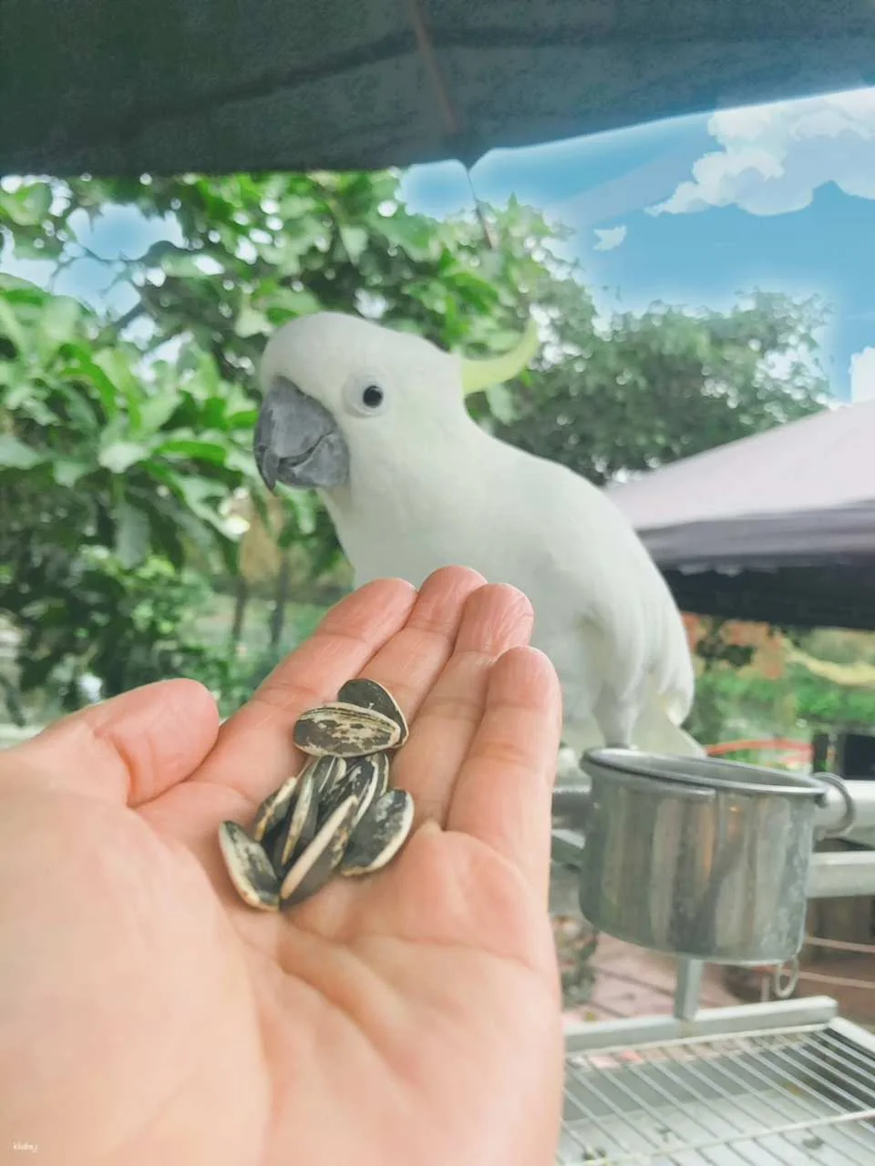 Yilan｜Yinong Ranch x One-day trip to popular attractions for parents and children (animal feeding experience)｜Agricultural Travel Supermarket