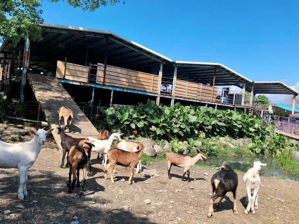 Yilan｜Yinong Ranch x One-day trip to popular attractions for parents and children (animal feeding experience)｜Agricultural Travel Supermarket