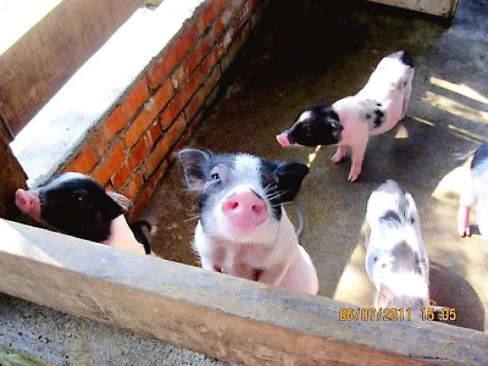 Yilan｜Yinong Ranch x One-day trip to popular attractions for parents and children (animal feeding experience)｜Agricultural Travel Supermarket