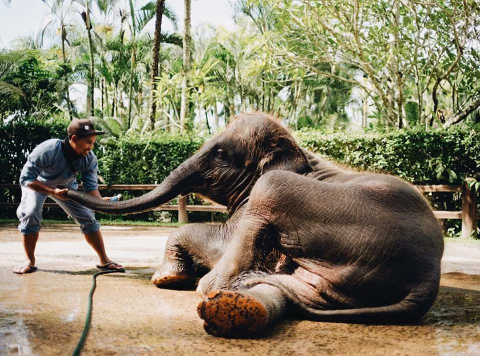Mason Elephant Park Admission Ticket | Bali Indonesia