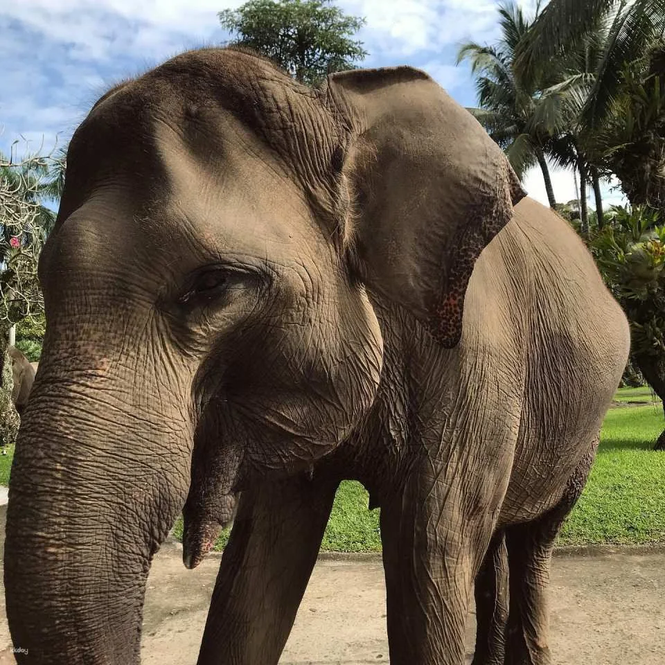 Mason Elephant Park Admission Ticket | Bali Indonesia