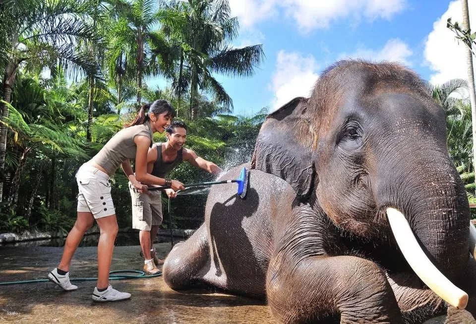 Mason Elephant Park Admission Ticket | Bali Indonesia