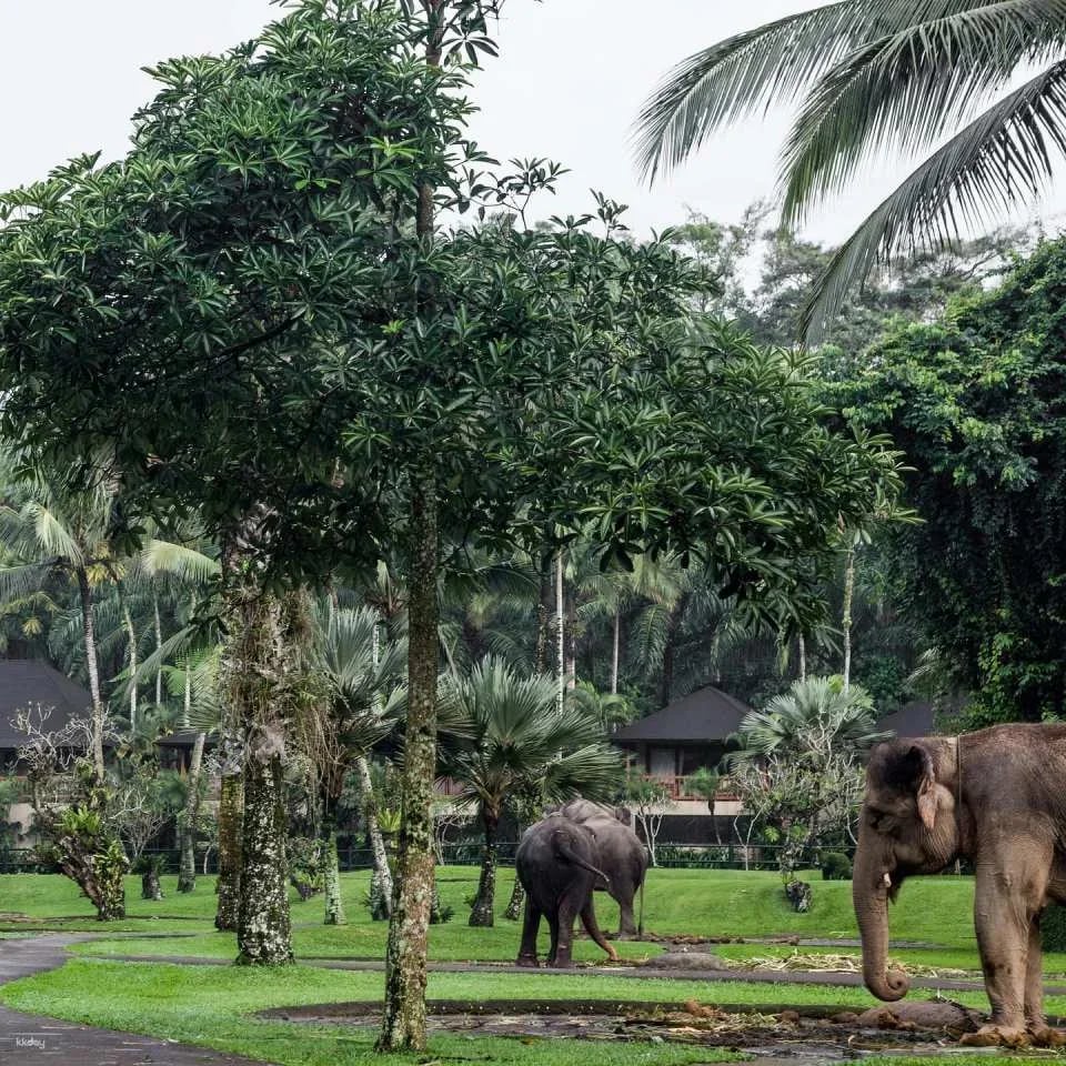 Mason Elephant Park Admission Ticket | Bali Indonesia