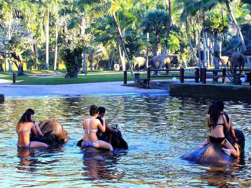 Mason Elephant Park Admission Ticket | Bali Indonesia