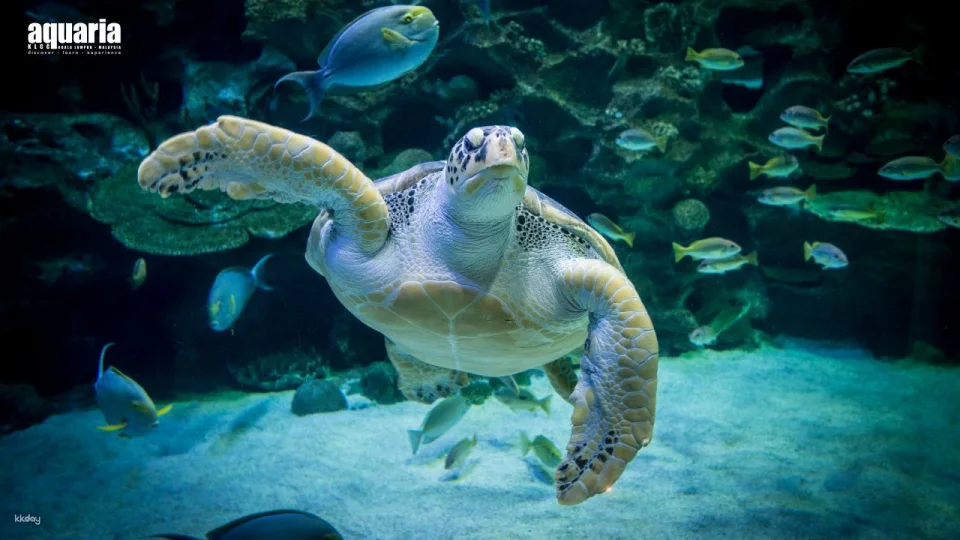 COMBO: Aquaria KLCC + Berjaya Times Square Theme Park Tickets
