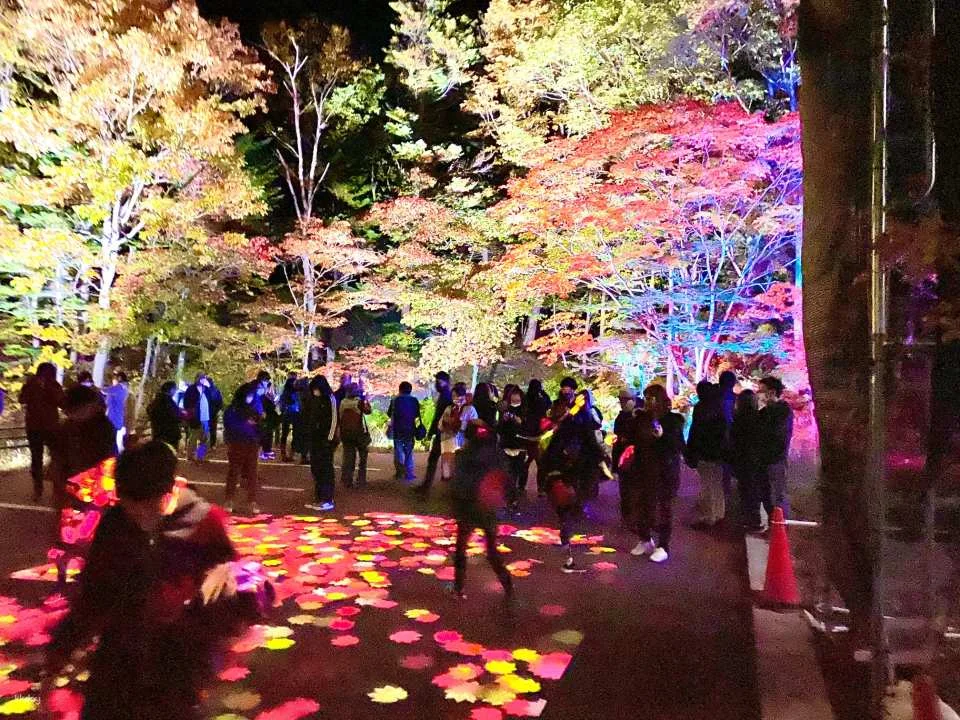 Miracle Illuminate 9 Admission Ticket (Kamikawa District, Hokkaido - Illumination)