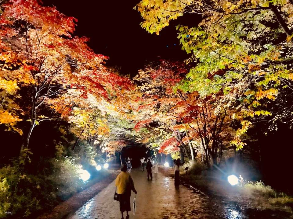 Miracle Illuminate 9 Admission Ticket (Kamikawa District, Hokkaido - Illumination)