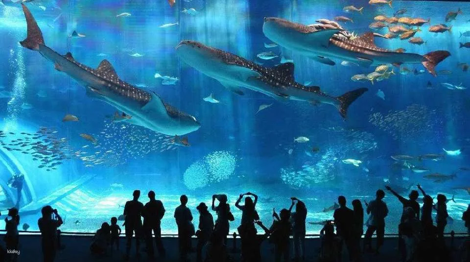 Have Fun in Okinawa 1 Week Free Pass