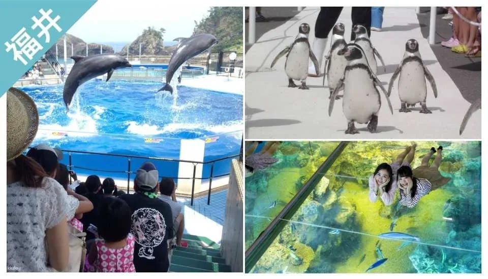 [Discounts] Fukui Great Value Package | Have Fun in Fukui 1 Week Free Pass