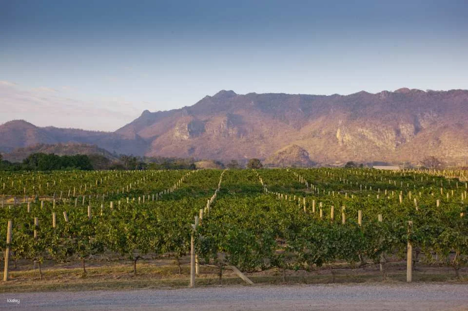 PB Valley Khao Yai Winery Vineyard & Wine Tasting Tour | Thailand