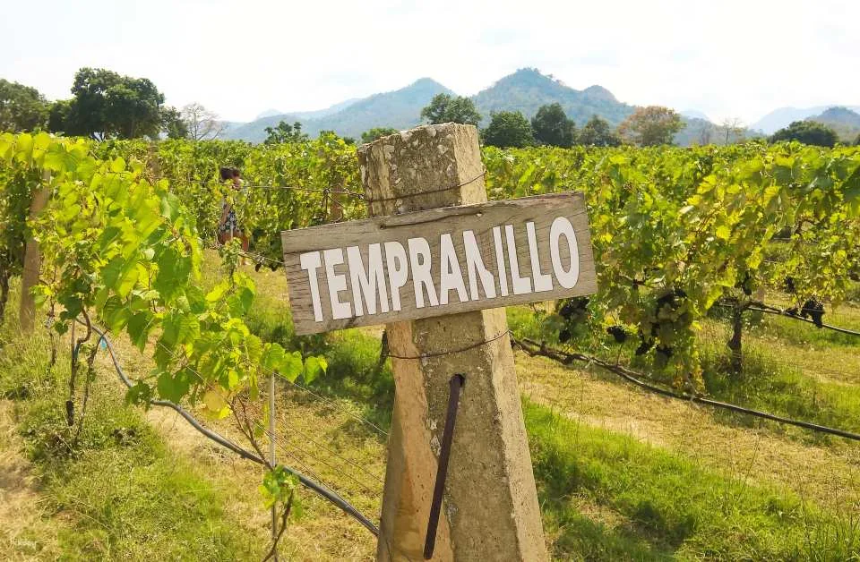 PB Valley Khao Yai Winery Vineyard & Wine Tasting Tour | Thailand