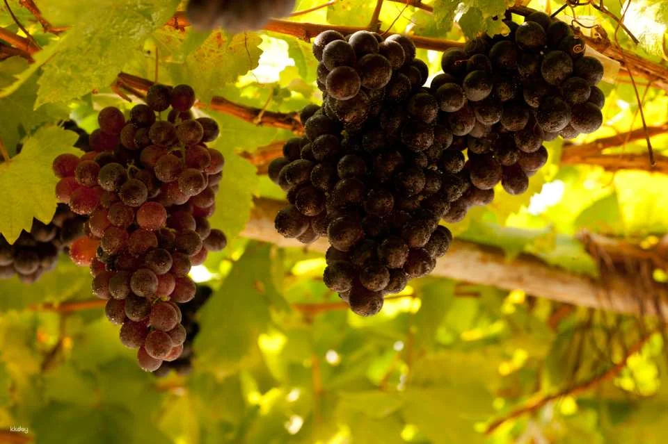 PB Valley Khao Yai Winery Vineyard & Wine Tasting Tour | Thailand