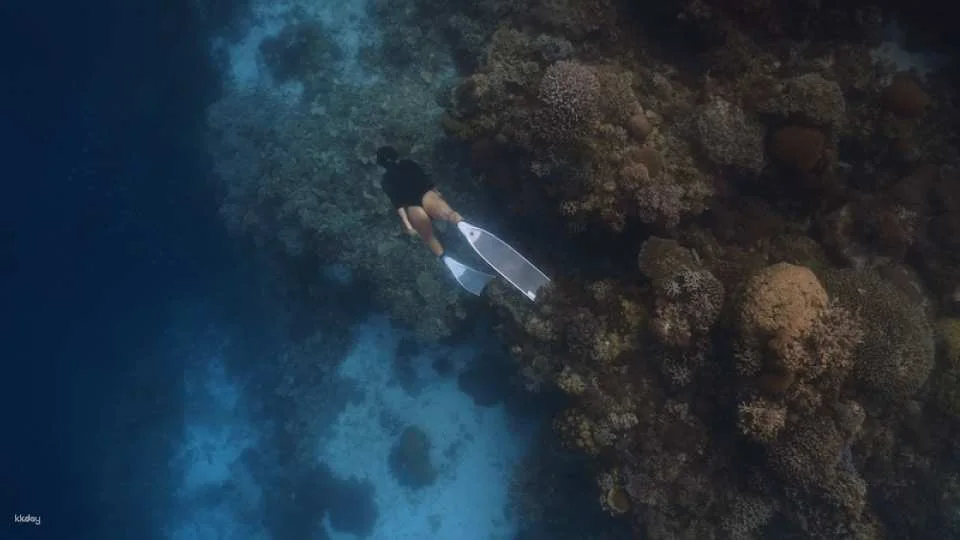 3-Days Beginner Freediving Training Course With Photo Op and Bonus Diving Session (Certification Included) | Philippines