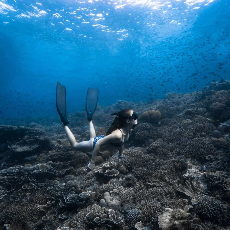 3-Days Beginner Freediving Training Course With Photo Op and Bonus Diving Session (Certification Included) | Philippines