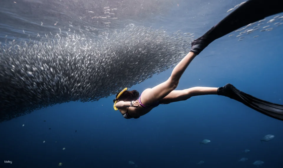 3-Days Beginner Freediving Training Course With Photo Op and Bonus Diving Session (Certification Included) | Philippines