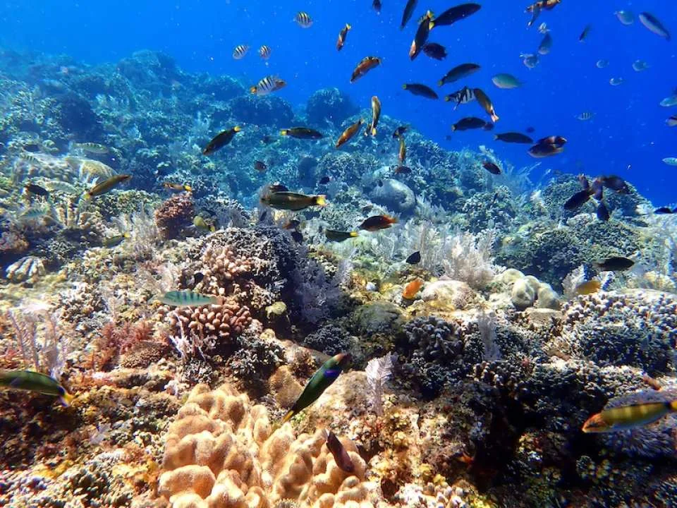 3-Days Beginner Freediving Training Course With Photo Op and Bonus Diving Session (Certification Included) | Philippines