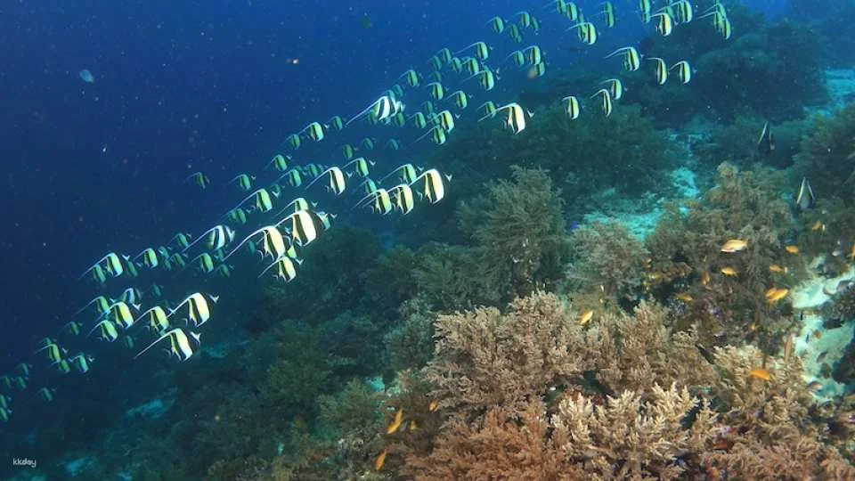 3-Days Beginner Freediving Training Course With Photo Op and Bonus Diving Session (Certification Included) | Philippines