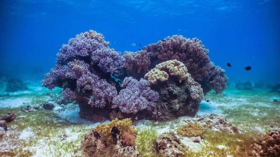 3-Days Beginner Freediving Training Course With Photo Op and Bonus Diving Session (Certification Included) | Philippines