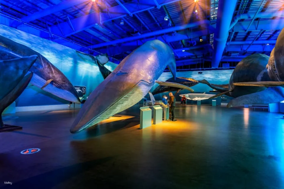 Whale watching tour and Whales of Iceland exhibition entrance tickets