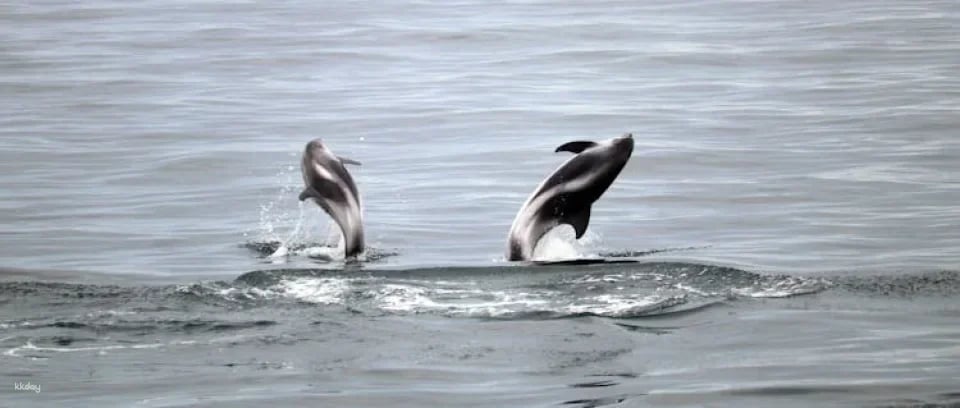Whale watching tour and Whales of Iceland exhibition entrance tickets