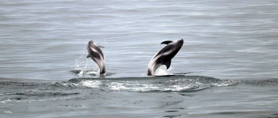 Whale watching tour and Whales of Iceland exhibition entrance tickets