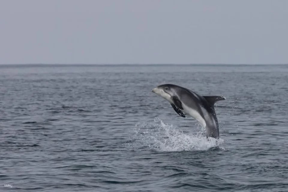 Whale watching tour and Whales of Iceland exhibition entrance tickets