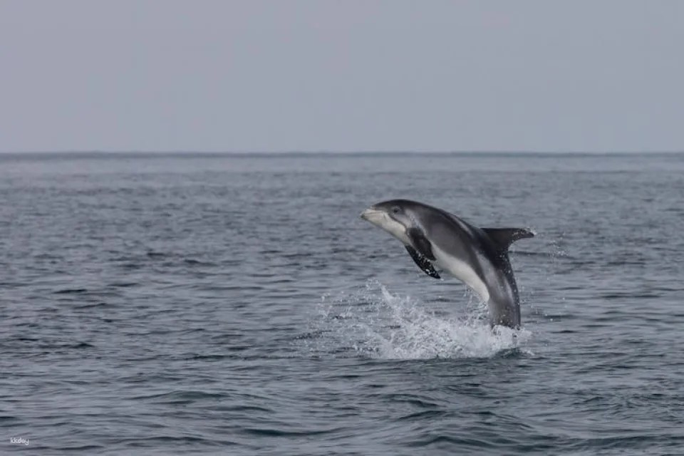Whale watching tour and Whales of Iceland exhibition entrance tickets