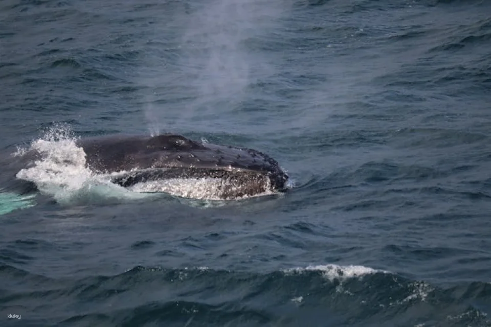 Whale watching tour and Whales of Iceland exhibition entrance tickets