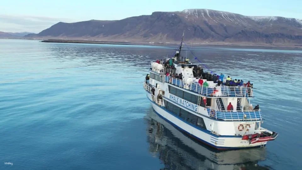 Whale watching tour and Whales of Iceland exhibition entrance tickets