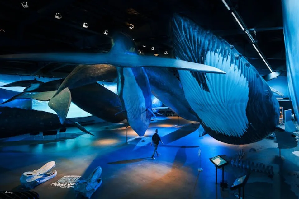 Whale watching tour and Whales of Iceland exhibition entrance tickets