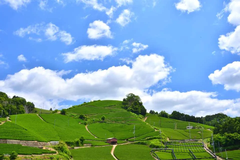 Experience Traditional Culture at Wazuka Tea Cafe (Wazuka, Kyoto)