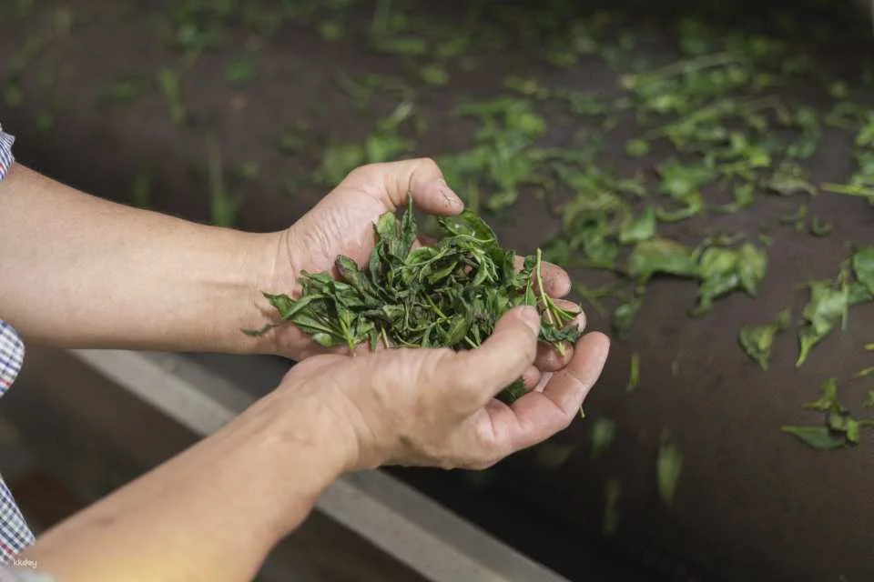 Experience Traditional Culture at Wazuka Tea Cafe (Wazuka, Kyoto)