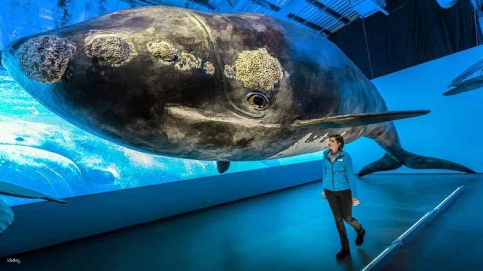 Whales of Iceland admission with audio guide and tour