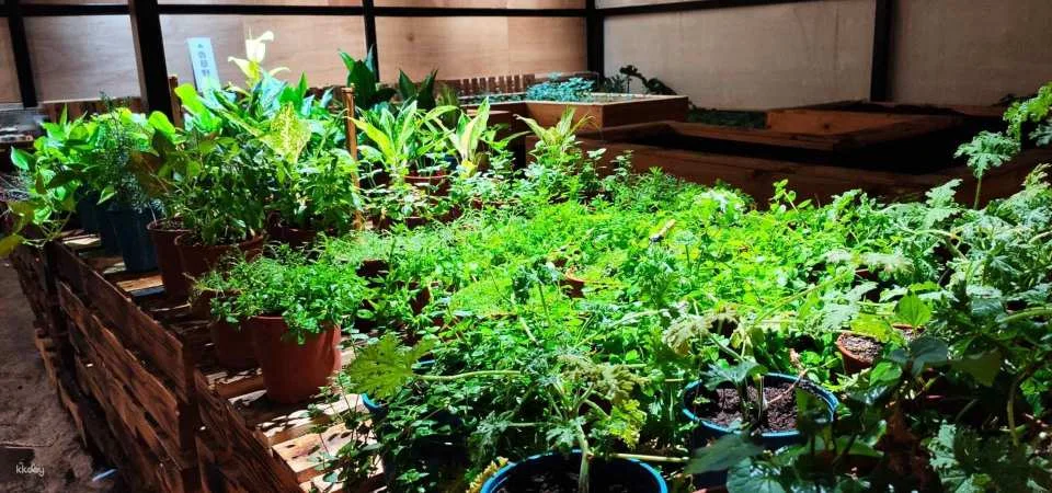 Taoyuan｜Herb Garden x Rural Kitchen｜Agritourism Supermarket