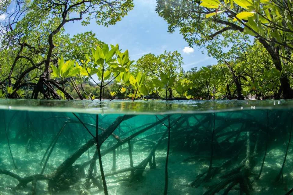 Cairns Koalas and Creatures Admission Ticket and Koala Photo Experience | Australia