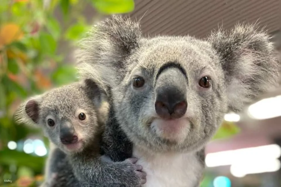 Cairns Koalas and Creatures Admission Ticket and Koala Photo Experience | Australia