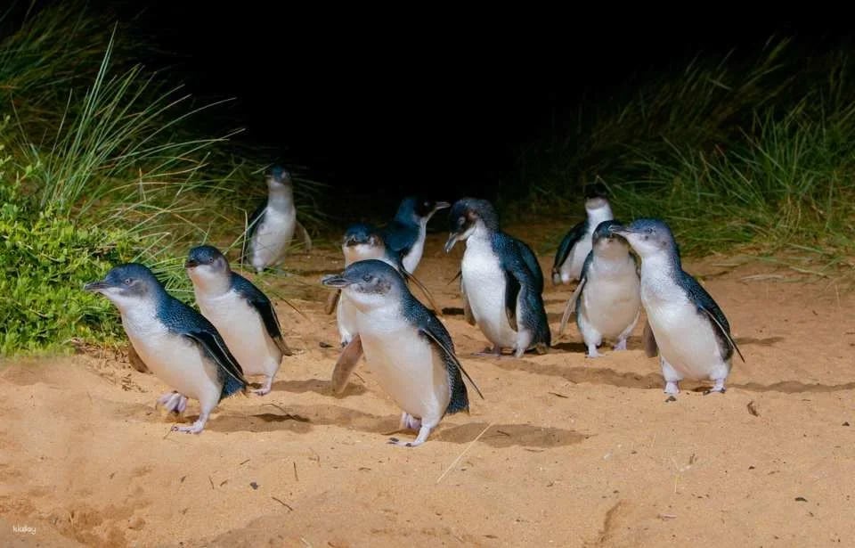 Phillip Island Nature Parks Penguin Parade Tickets | Melbourne