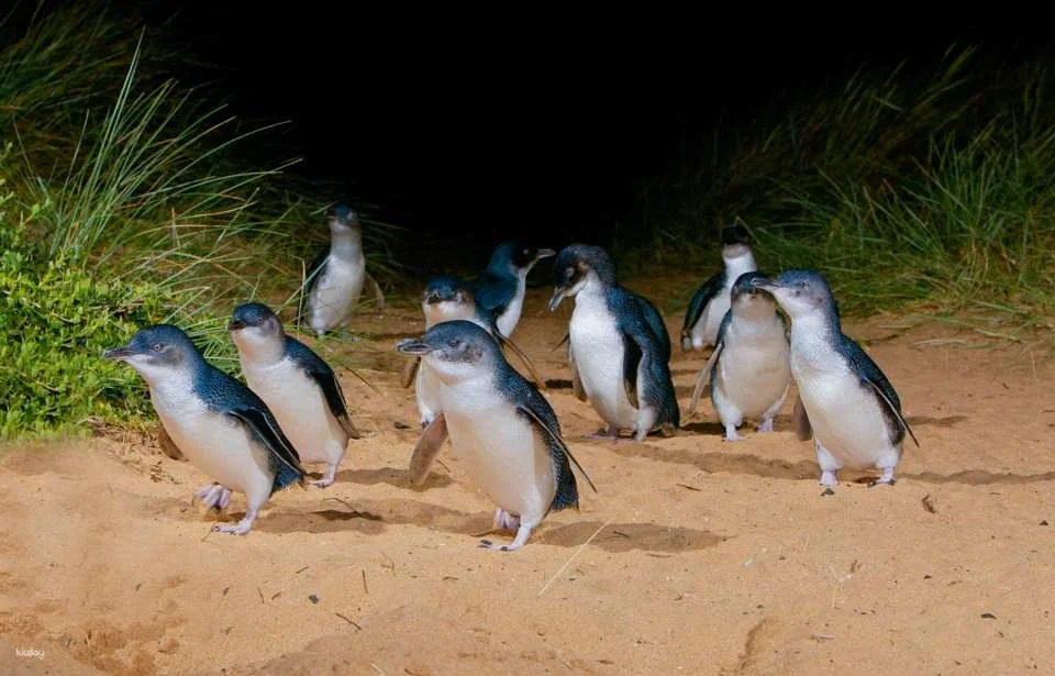 Phillip Island Nature Parks Penguin Parade Tickets | Melbourne