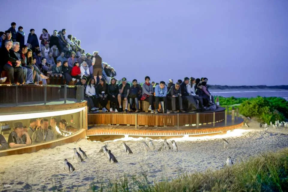 Phillip Island Nature Parks Penguin Parade Tickets | Melbourne