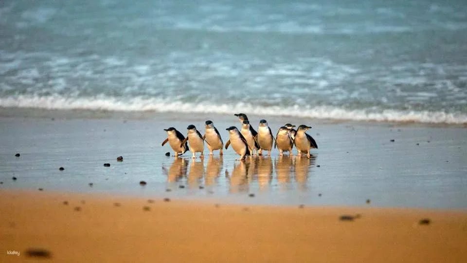 Phillip Island Nature Parks Penguin Parade Tickets | Melbourne