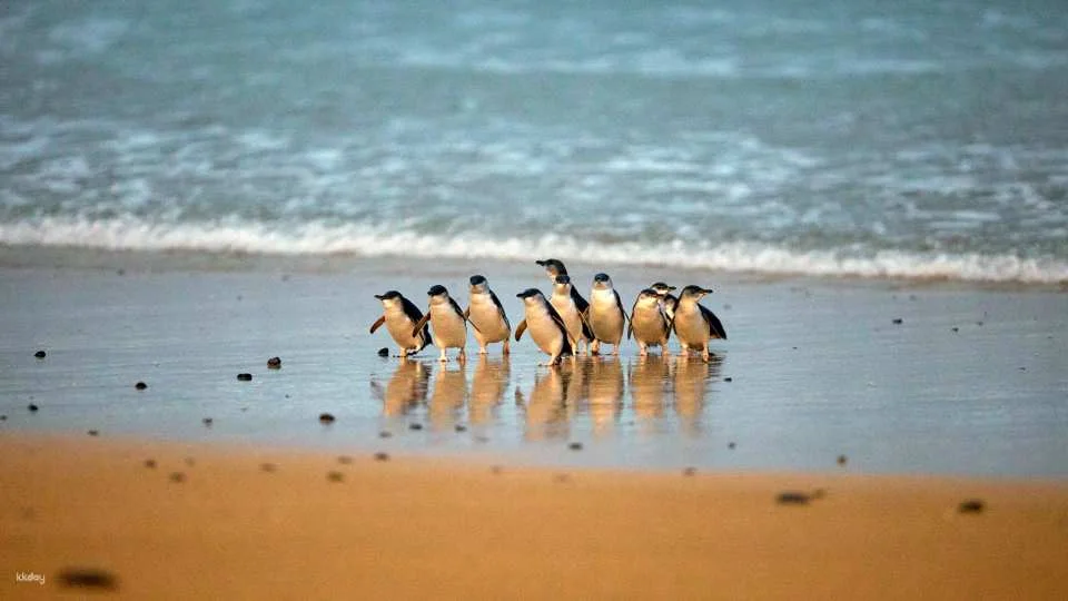 Phillip Island Nature Parks Penguin Parade Tickets | Melbourne