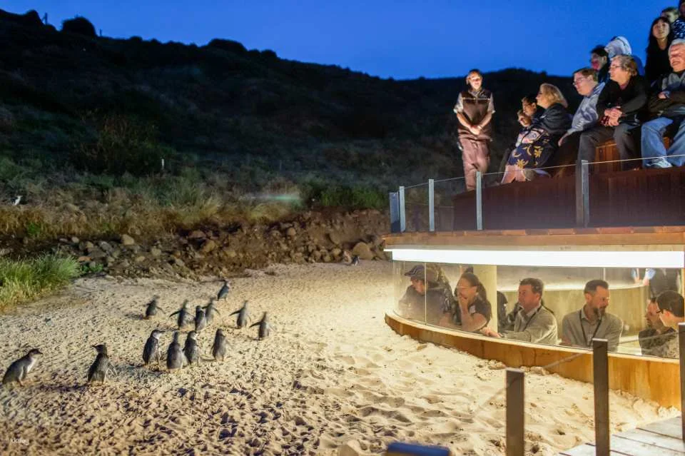 Phillip Island Nature Parks Penguin Parade Tickets | Melbourne