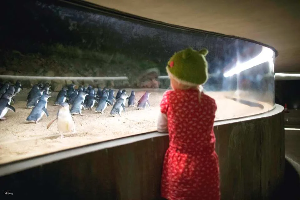 Phillip Island Nature Parks Penguin Parade Tickets | Melbourne