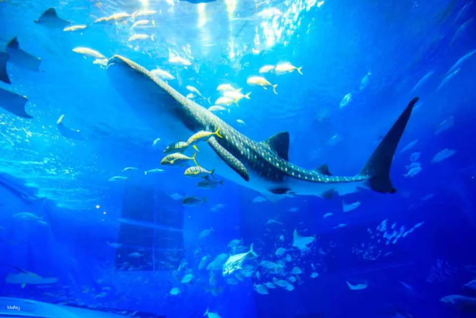 Okinawa Churaumi Aquarium Admission Ticket | Japan
