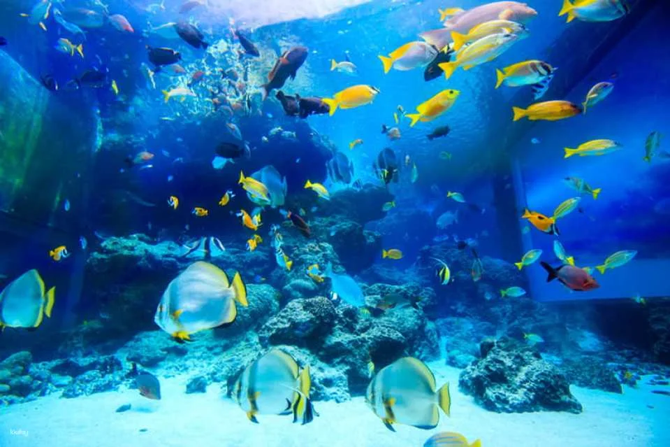 Okinawa Churaumi Aquarium Admission Ticket | Japan