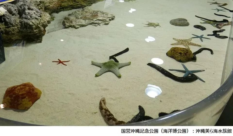 Okinawa Churaumi Aquarium Admission Ticket | Japan