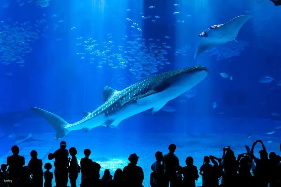 Okinawa Churaumi Aquarium Admission Ticket | Japan