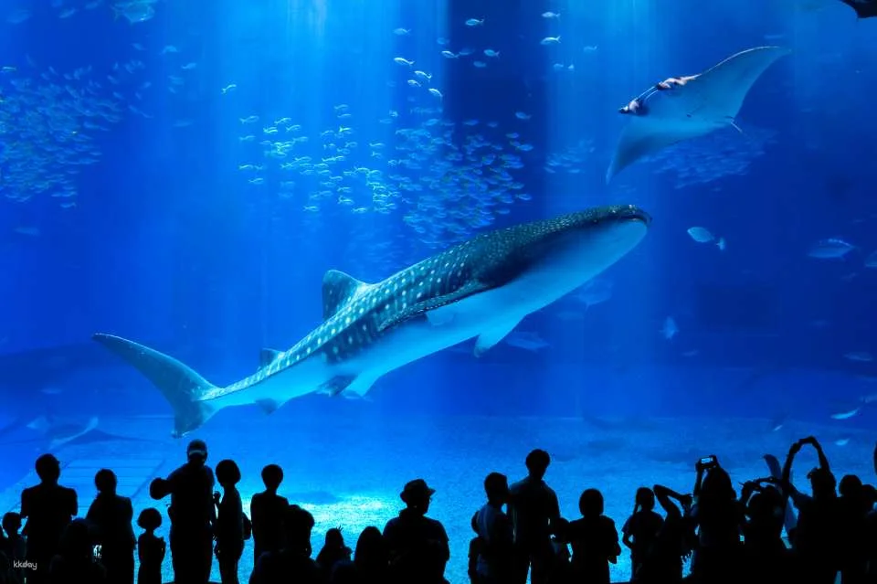 Okinawa Churaumi Aquarium Admission Ticket | Japan