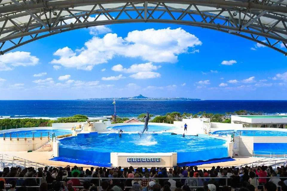 Okinawa Churaumi Aquarium Admission Ticket | Japan
