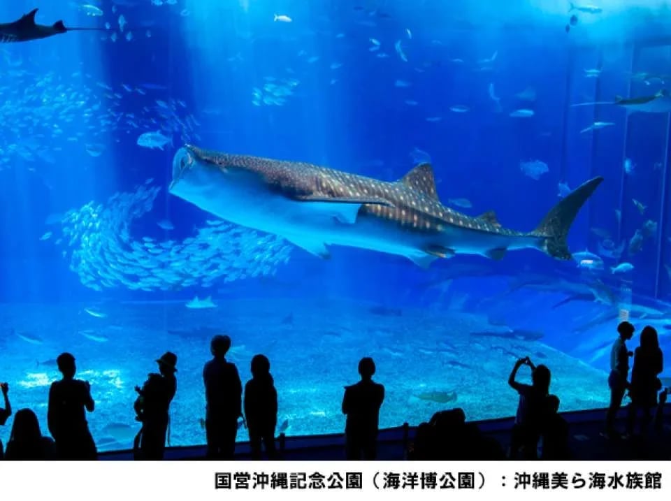 Okinawa Churaumi Aquarium Admission Ticket | Japan